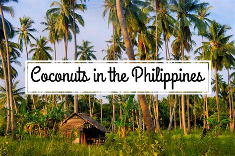 coconuts the philippines most versatile resource