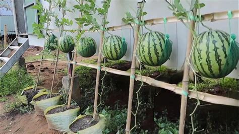 The Easy Way To Grow Watermelon For Beginners At Home Youtube