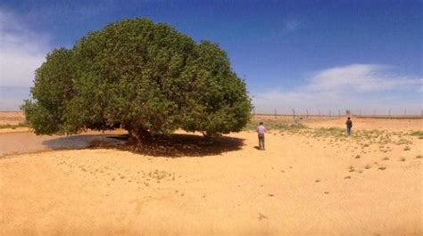 1400 Year Old Sahabi Tree Of Prophet Muhammad ﷺ Life In Saudi Arabia