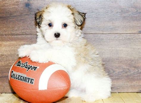 They were born nov 22, 2020 and will be ready to go to their forever home jan 15, 2021. Havanese Puppies For Sale | Houston, TX #265059 | Petzlover