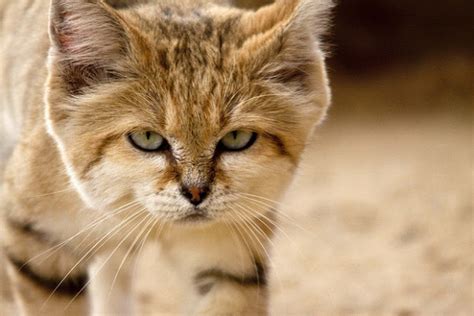 The Arabian Sand Cat Facts With Pictures Pets4good Best Pets Blog