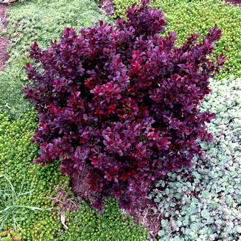 Redirect Notice Shrubs For Landscaping Landscaping Plants Dwarf Plants