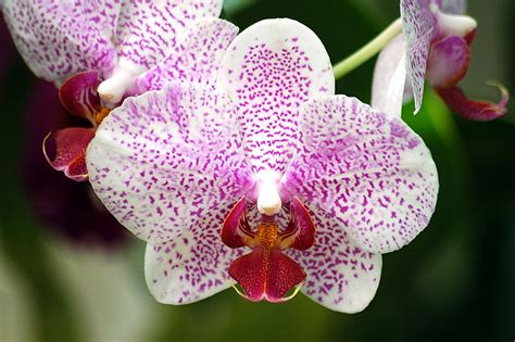 Beautiful Orchid Free Stock Photo Public Domain Pictures