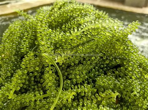 Fresh Sea Grapes Green Caviar Umibudo Seaweed Sea Moss Fresh Sea Grapes