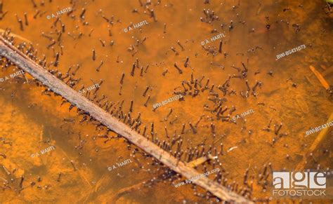 Mosquitoes Gnats Culicidae Many Larvae In A Shallow Puddle Usa Arizona Stock Photo