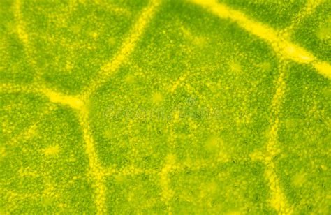 Blur Texture Of Plants Cells Stock Image Image Of Genetics Green
