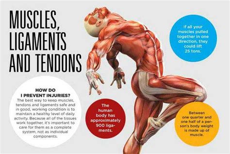 Read and learn the following words: Total Muscles In The Human Body? : Your Muscles For Kids Nemours Kidshealth : Muscles enable us ...