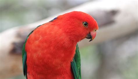 Species Feature King Parrot Australian Wildlife Journeys