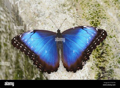 Blue Morpho on Rock in Indianapolis,IN. The blue morpho is among the