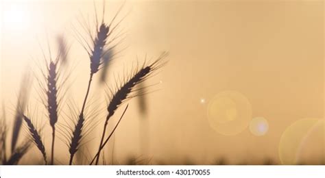 Field Wheat Harvest Sunset Lens Flare Stock Photo 430170055 Shutterstock