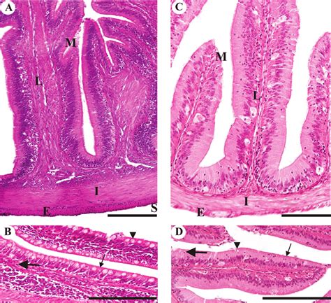 Histological Organization Of The Intestine And Pyloric Caeca A