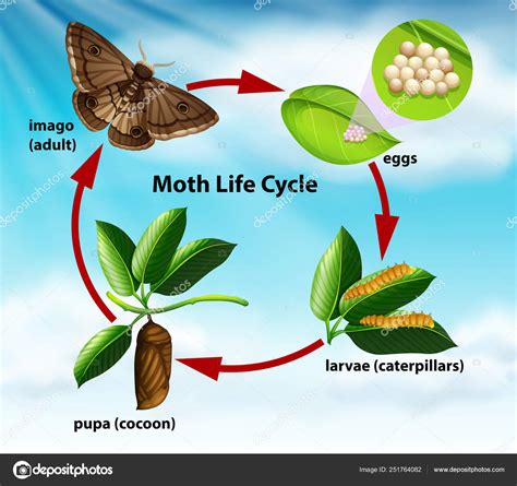A Moth Life Cycle Stock Vector Image By ©blueringmedia 251764082