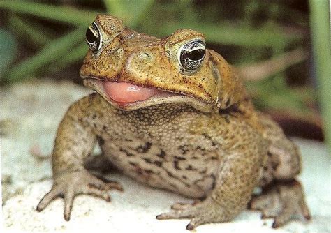 Cane Toad Cute Frogs Toad Frog Pictures