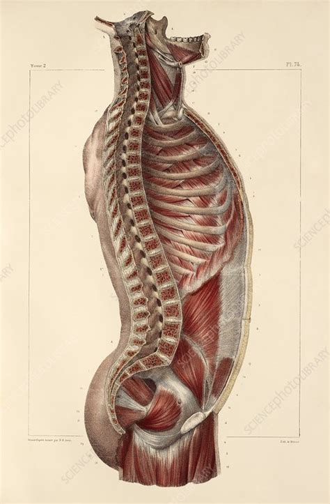 Trunk Muscle Anatomy Artwork Stock Image C Science Photo Library