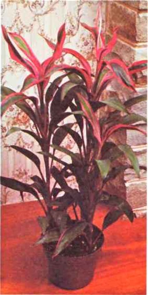 Lipstick plants have gorgeous red flowers which resemble red lipstick emerging from a maroon base. Foliage Plants - Flowering Pot Plants - Grovida Gardening