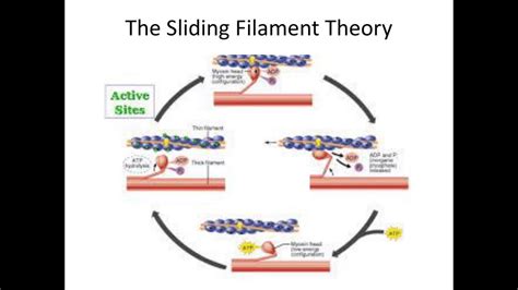 Sliding Filament Theory Video Group H Period Youtube