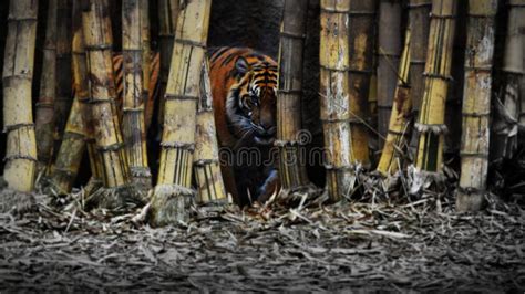 Scary Tiger Hiding In Bamboo Stock Image Image Of Stalking Whiskers