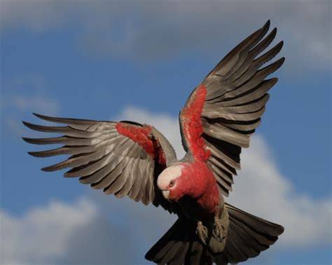 Galah Image Result For Australian Birds In Flight Galahs And And