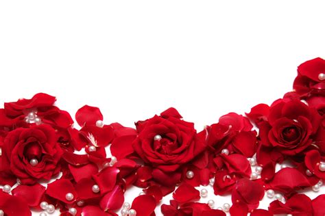 Red Roses With White Backgrounds Wallpaper Cave