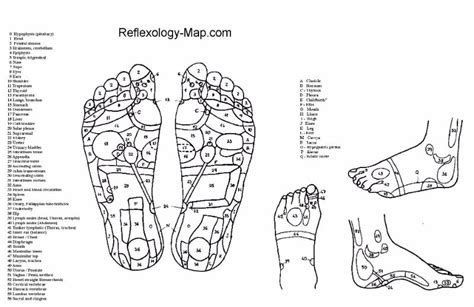 31 Printable Foot Reflexology Charts And Maps Templatelab