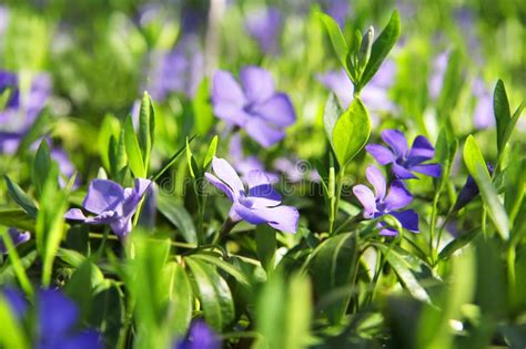 Beautiful Violets In Green Leaves And Grass Flowers And Greens Garden
