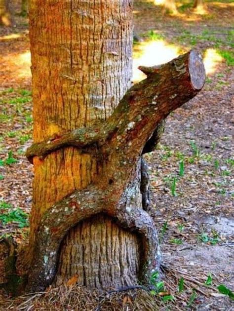 8 Hilarious Images Showing Some Of Mother Natures Most Unique Trees