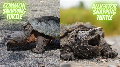 Common Snapping Turtle Vs Alligator Snapping Turtle Differences