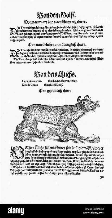 Zoology Animals Textbooks Historia Animalium By Conrad Gessner