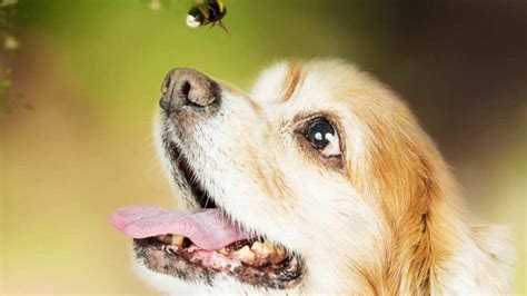 My Dog Ate A Bee Our Vet Explains What To Do