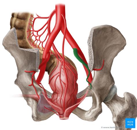Internal Iliac Artery Anatomy Function Branches Kenhub