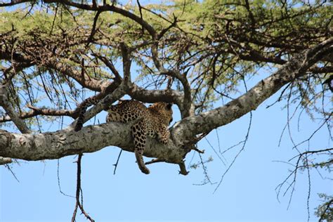 Tonymann Toursandsafaris Our Favourite Animal Of The Week Leopard