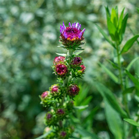 Tall, upright plants reach 5' in height and are perfect for a meadow or perennial garden border. Liatris ligulistylis-Meadow blazing star-Asteraceae-8-18-2 ...