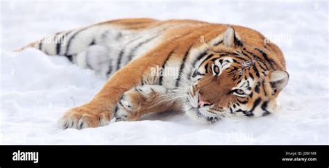 Beautiful Wild Siberian Tiger On Snow Stock Photo Alamy
