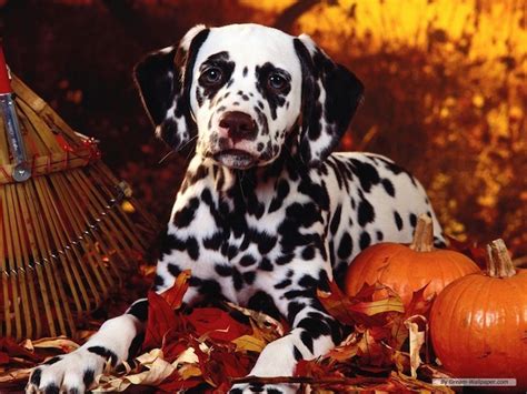 cute dogs alert pics   happy thanksgiving cheer  dogs eat