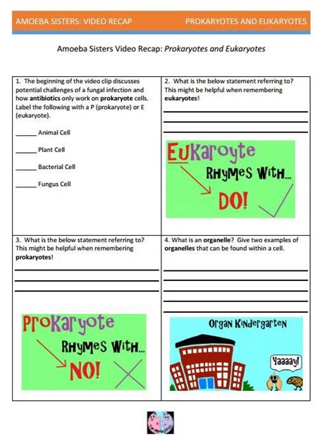 Amoeba worksheet answers printable worksheets and activities for teachers, parents, tutors and. 1000+ images about Amoeba Sisters Handouts on Pinterest ...