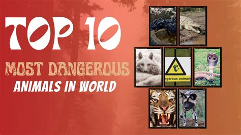 Top 10 Most Dangerous Animals In The World ⚠️ Most Dangerous Animals