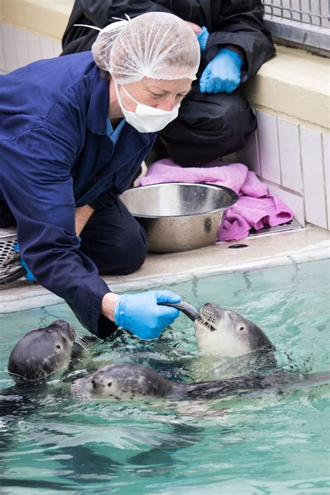 Reassessing Seal Rescue Hakai Magazine