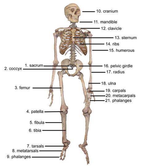 The Skeletal System By Emma N