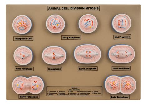 Animal Cells Mitosis Spindle Mitosis Mitotic Spindle Cell Division