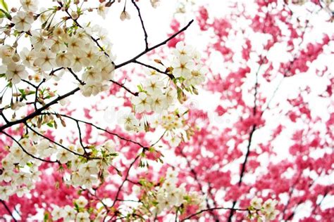 White And Pink Cherry Blossoms Stock Photo Image Of Outdoor Festival