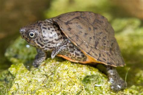 2020 Year Of The Turtle The Musk Turtles Ufifas Extension Escambia