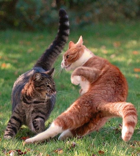 Cats often do well with other cats of opposite gender, your resident cat may just be asserting his alpha male tendencies. CAT SNIP: Most cats give fair warning when they're tired ...
