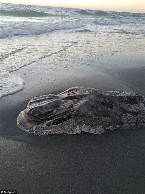 Strange Mystery Sea Creature Washes Up On Fremantle Beach Daily Mail