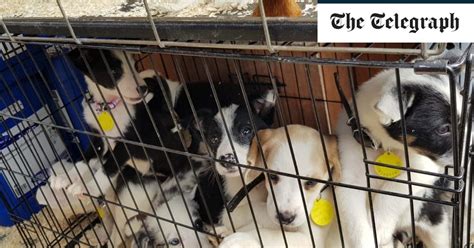 Unlicensed Dog Breeder First To Be Prosecuted Privately