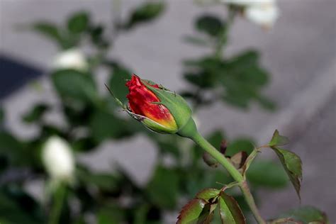 Rose Bud Rosebud Red Flower Plant Beauty In Nature Growth