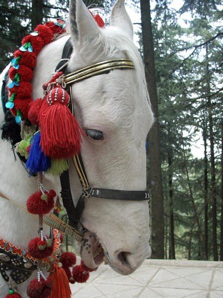 beludzhistanskaya poroda loshadey baluchi horse foto opisanie istoriya proiskhozhdeniya sayt