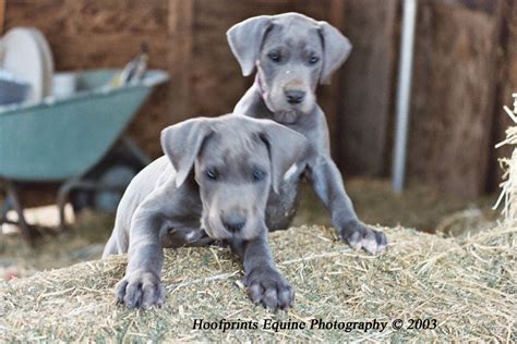 Rules Of The Jungle Great Dane Puppies