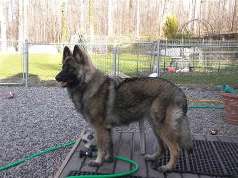 Shiloh Shepherd Puppies For Sale California Puppies Pict