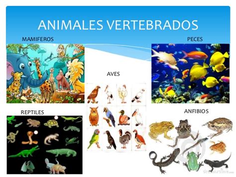 Animales Vertebrados E Invertebrados