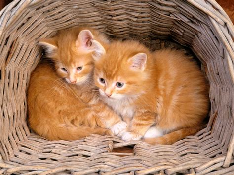 Two Little Cute Cat In Basket Cat Pictures